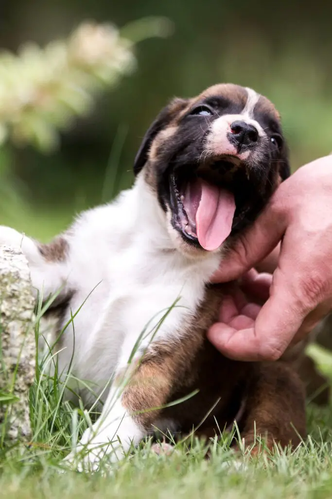 Boxer Puppy