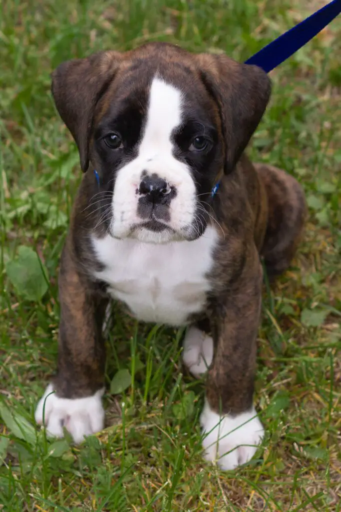 Boxer Puppy Big Paws