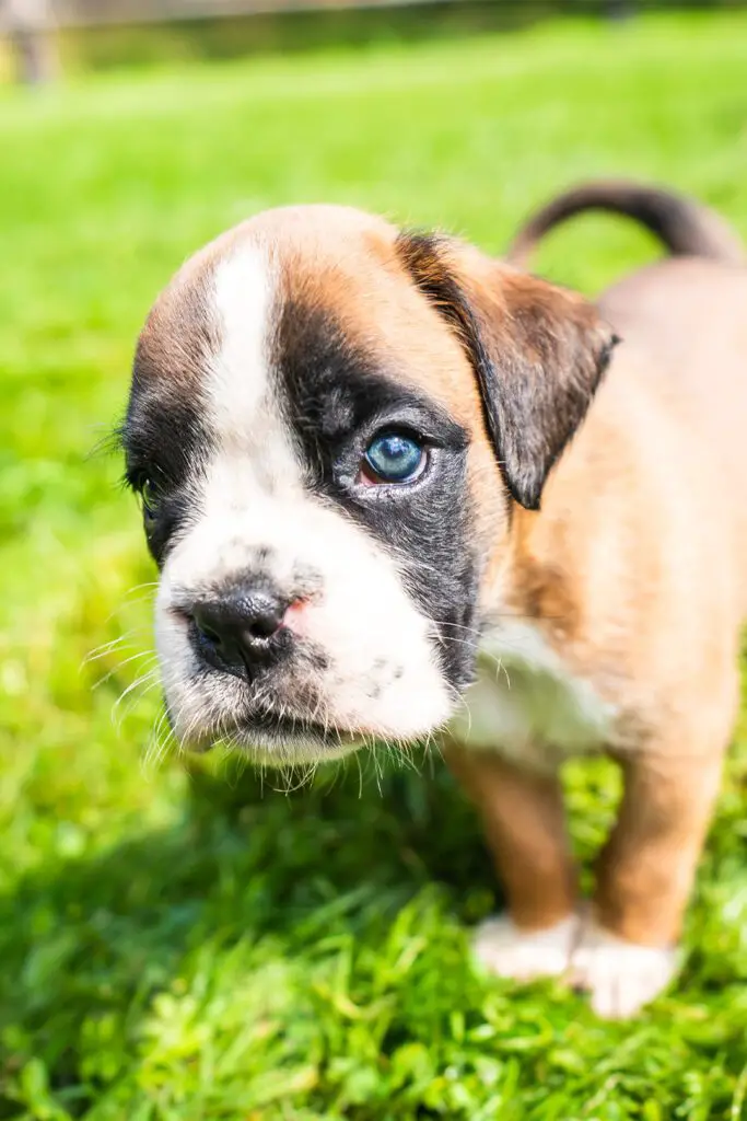 Boxer Puppy Blue Eye