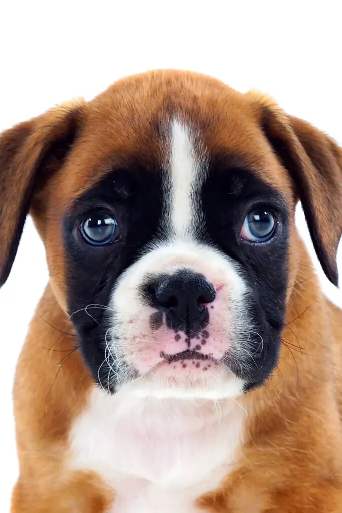 Boxer Puppy Blue Eyes