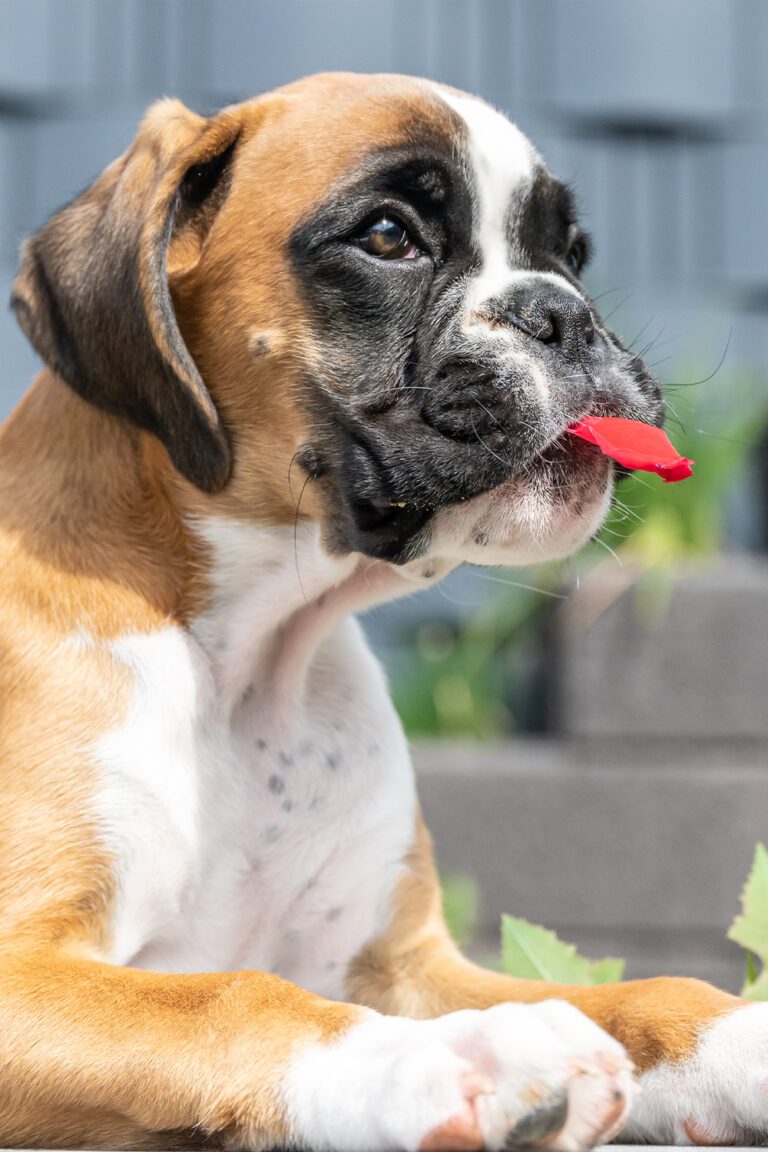 Boxer Puppies (25 Beautiful Boxer Babies) Talk to Dogs