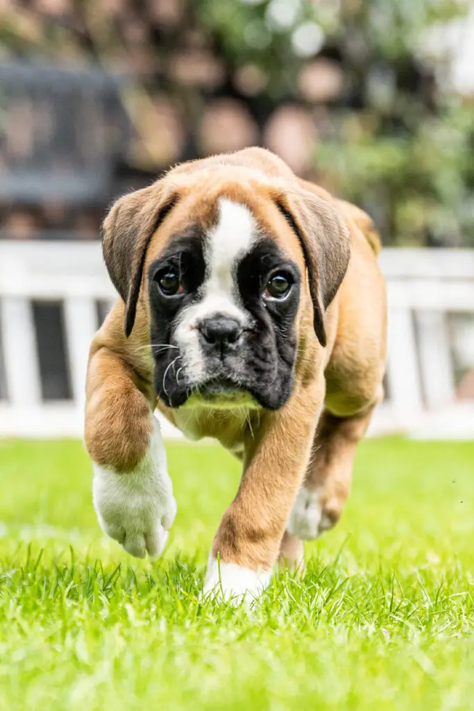 Boxer Puppy In The Garden