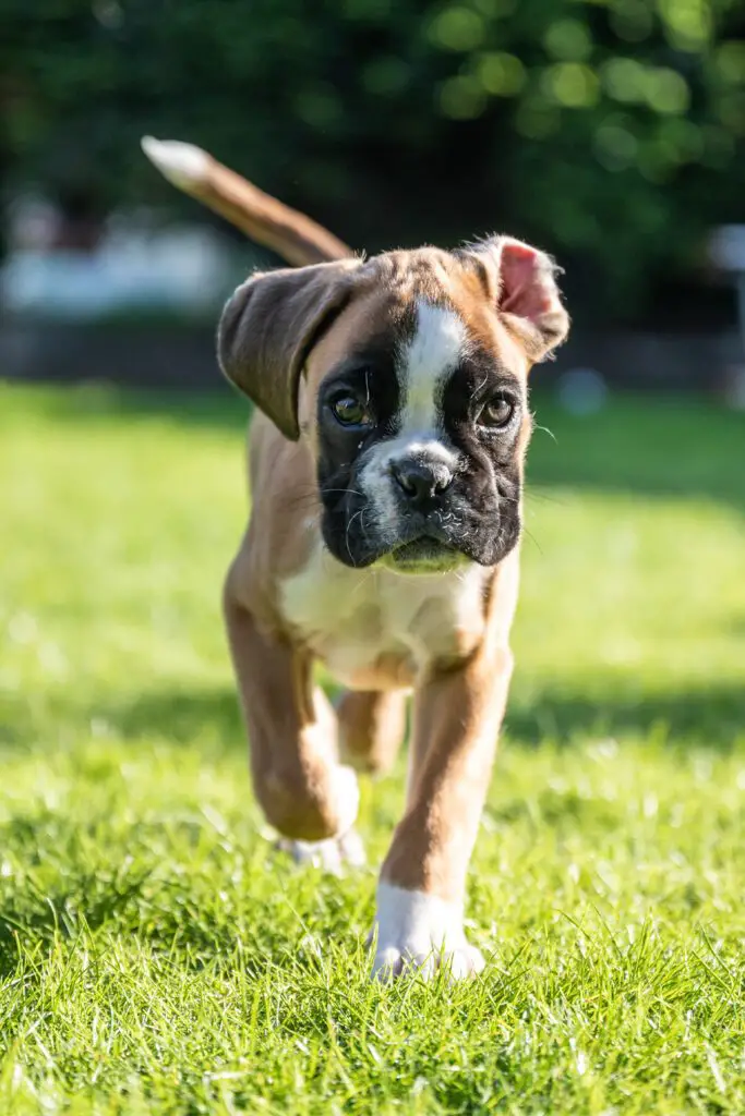 Boxer Puppy Out For A Walk