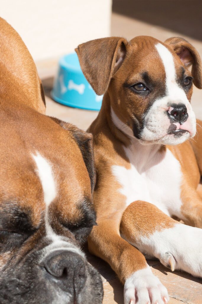 Boxer Puppy With Mum