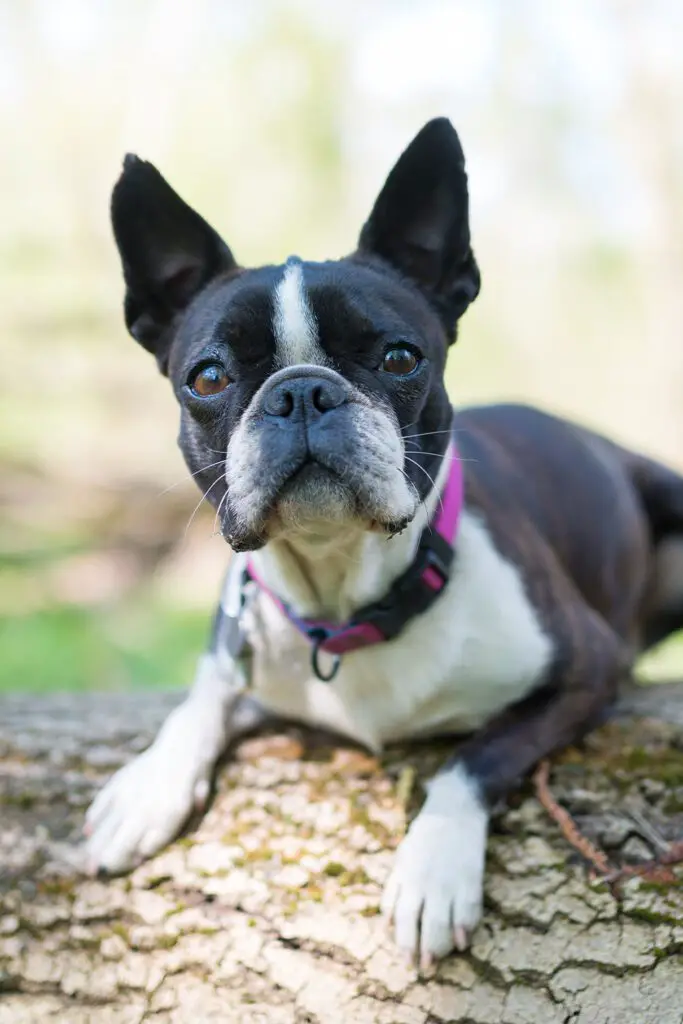 Brindle Boston Terrier Puppy