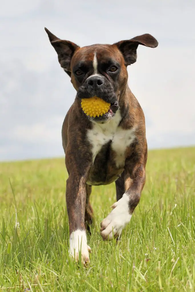 Brindle Boxer Dog Playing