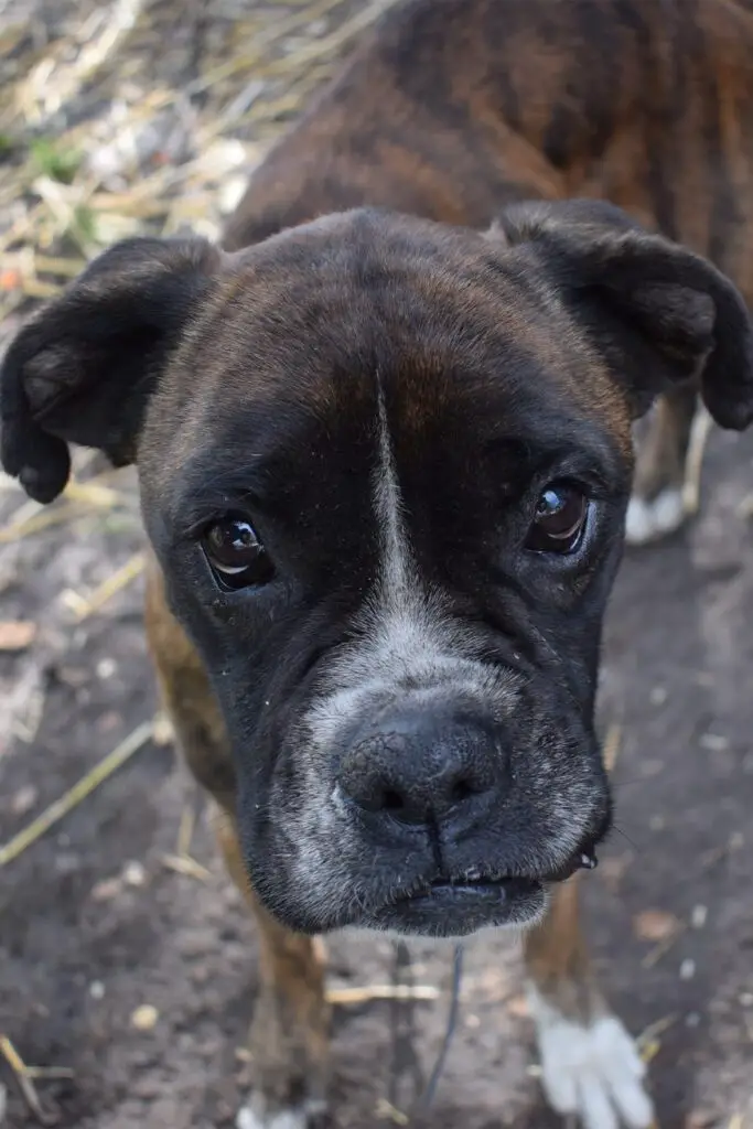 Brindle Boxer Dog Puppy