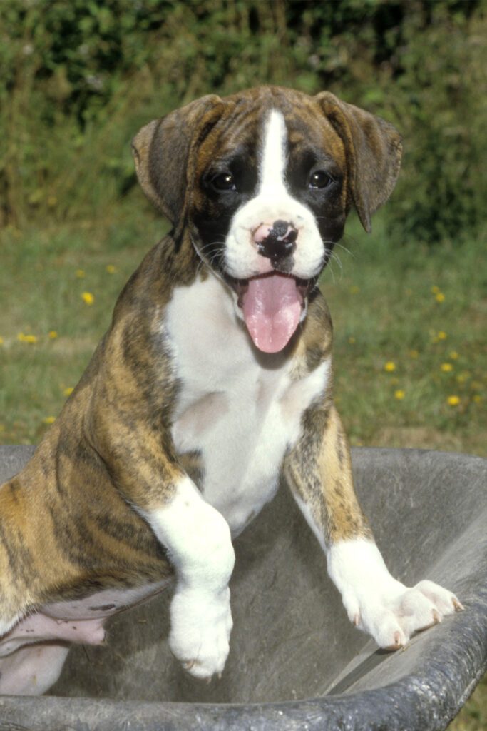 Brindle Boxer Pup