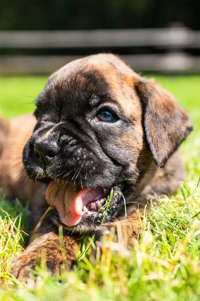 Brindle Boxer Puppy