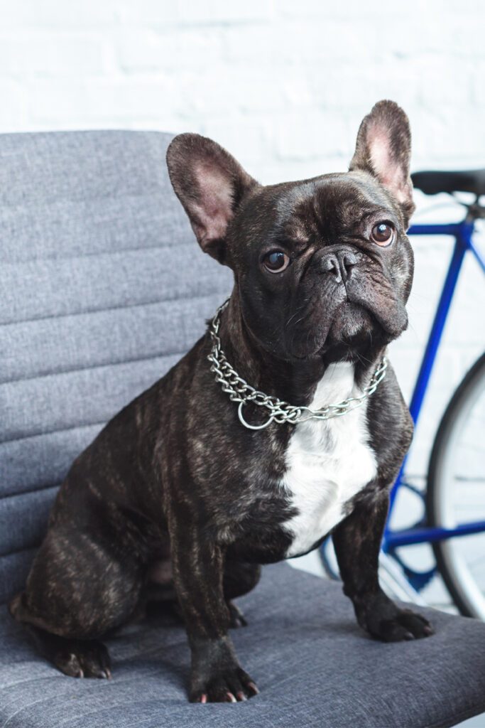 25 French Bulldogs (Cute and Cuddly) - Talk to Dogs