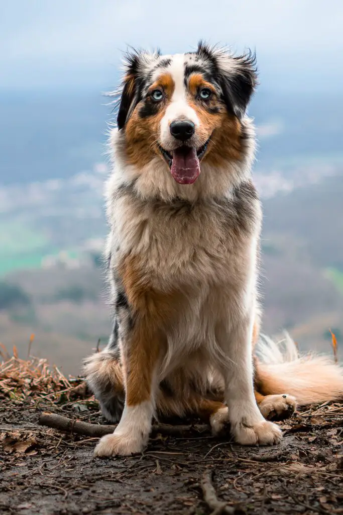 Brown Australian Shepherd