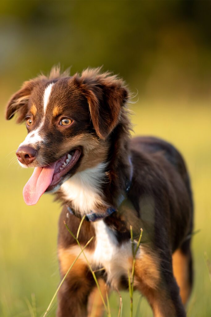 Brown Australian Shepherd Puppy