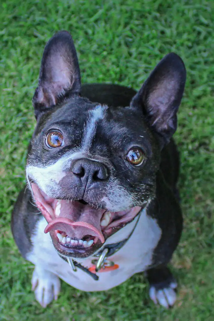 Brown Boston Terrier Puppy