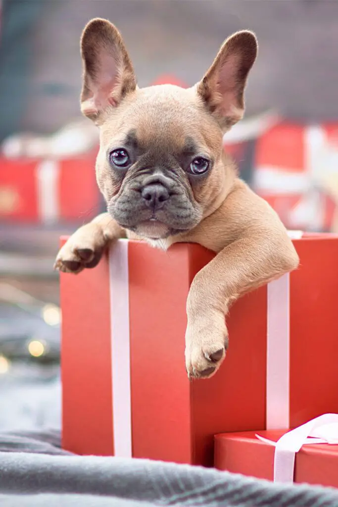 Brown French Bulldog Pup