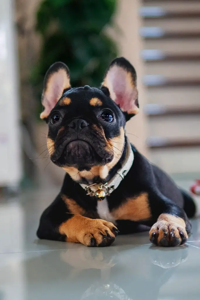 Brown French Bulldog Puppy