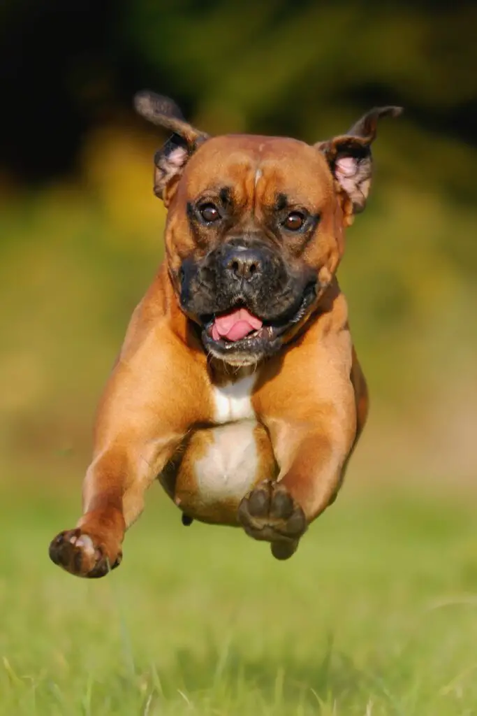 Can Boxer Dogs Fly