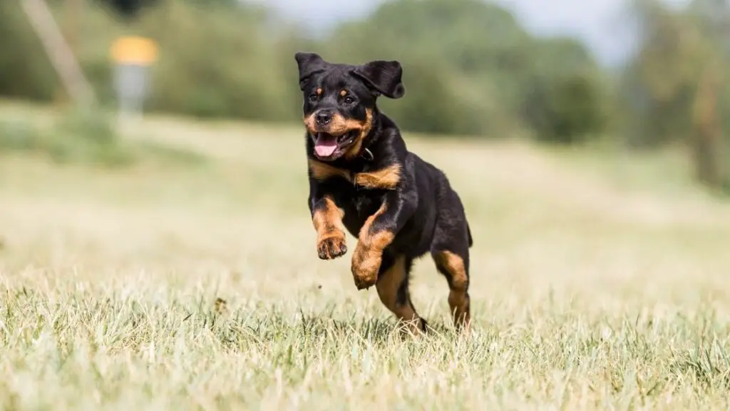 Can Rottweilers Run Fast