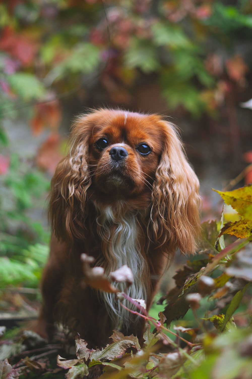 Cavalier King Charles Spaniel (18 Cute Cavies) - Talk to Dogs