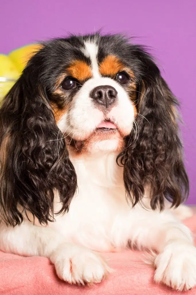 Cavalier King Charles Spaniel Grooming