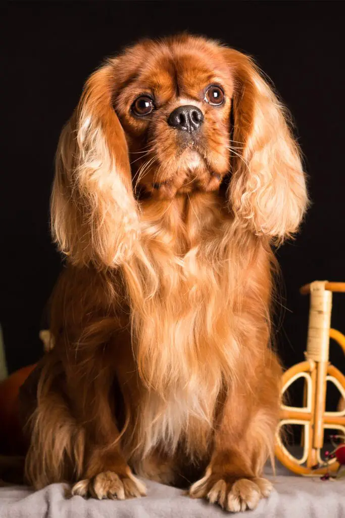 Cavalier King Charles Spaniel Haircut