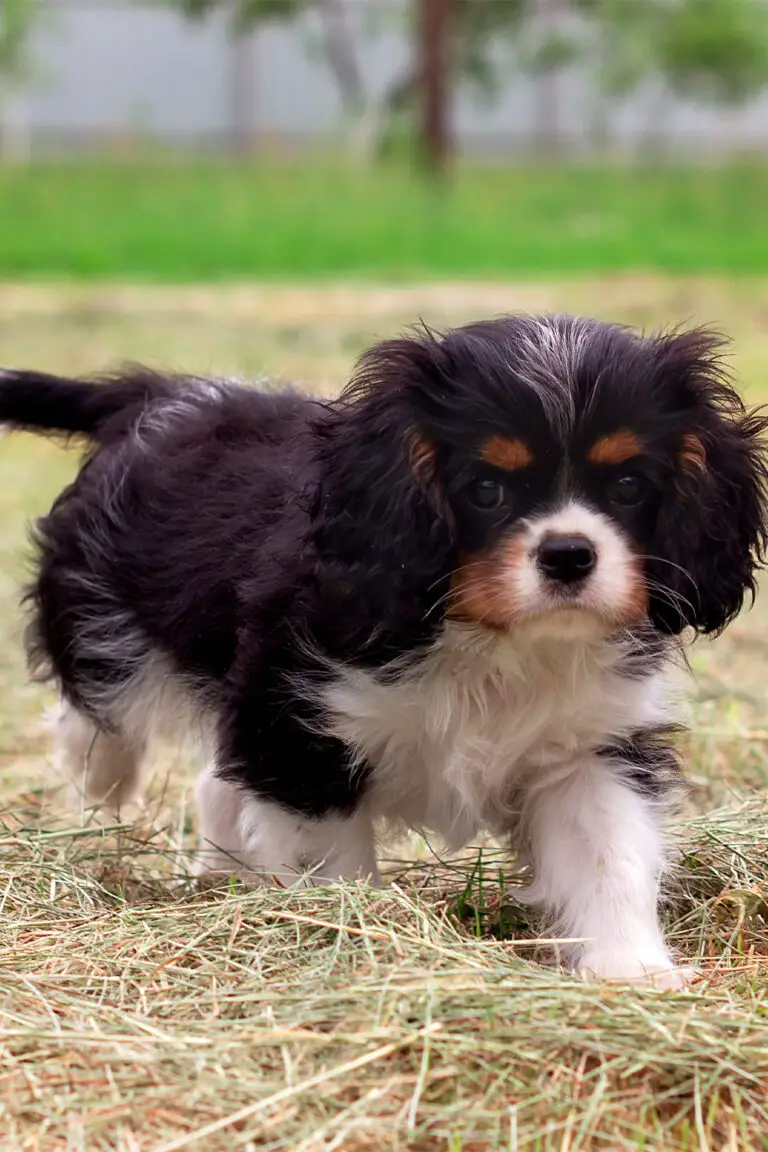 Cavalier King Charles Spaniel Puppies (19 cute pups) - Talk to Dogs