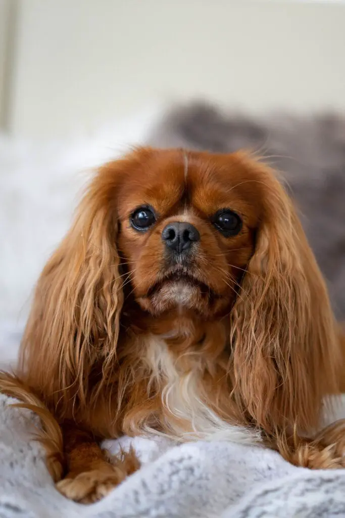 Cavalier King Charles Spaniel Puppy Blenheim