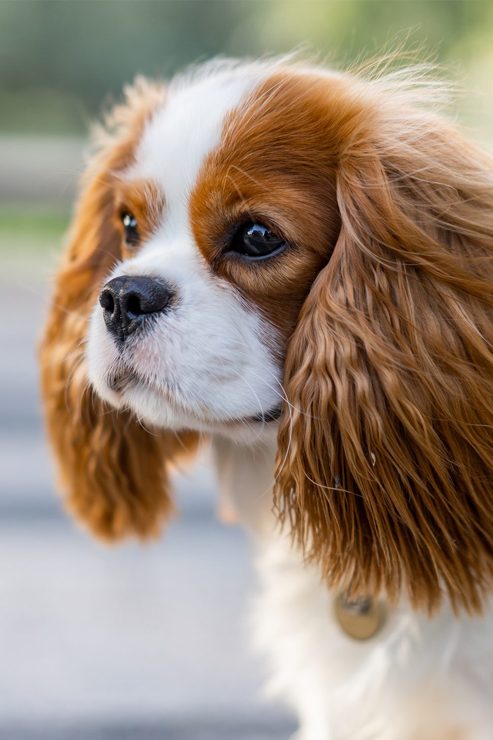 cavalier king charles spaniel rescue pa