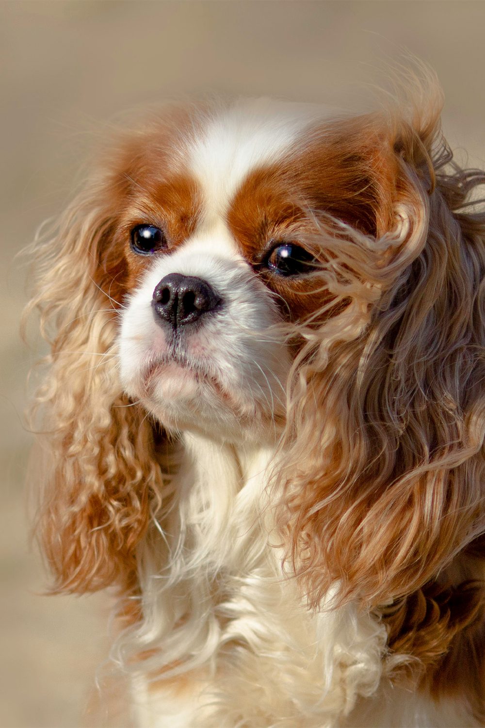 king charles cavalier puppy