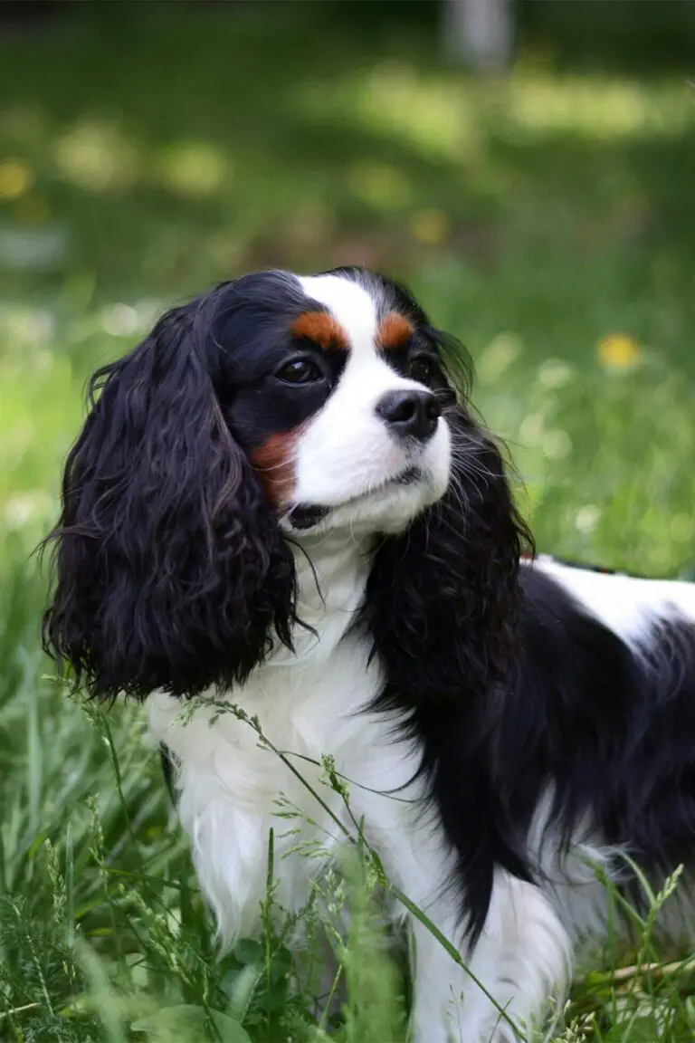 Cavalier King Charles Spaniel (18 Cute Cavies) - Talk to Dogs