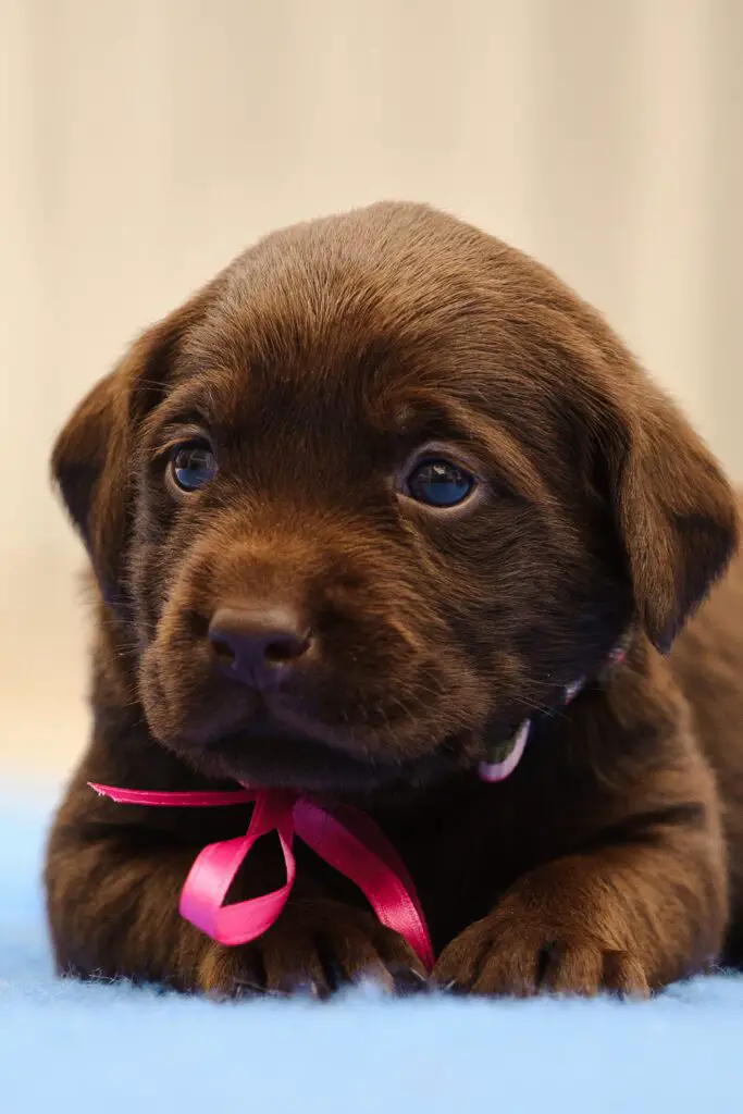 Chocolate Labrador Puppy