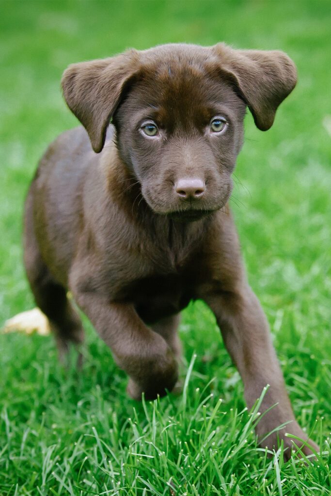 Chocolate Labrador Puppy Green Eyes