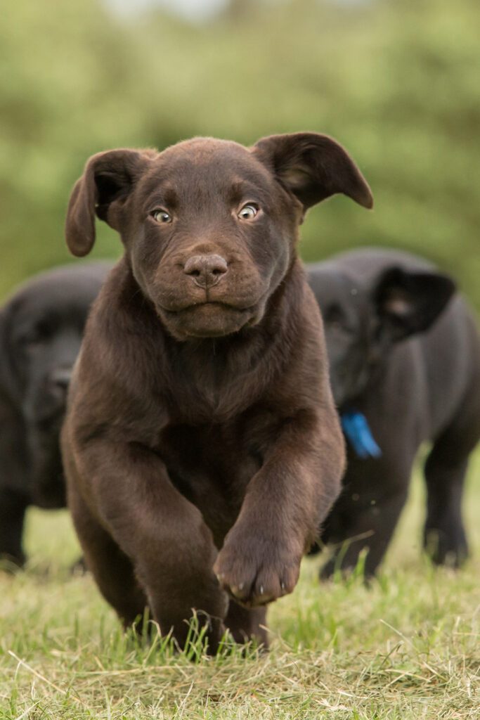 Chocolate Labrador Puppy So Cute