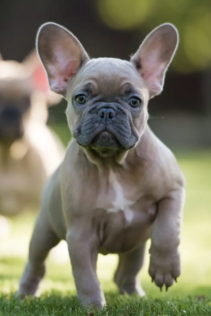 Cream French Bulldog Puppy