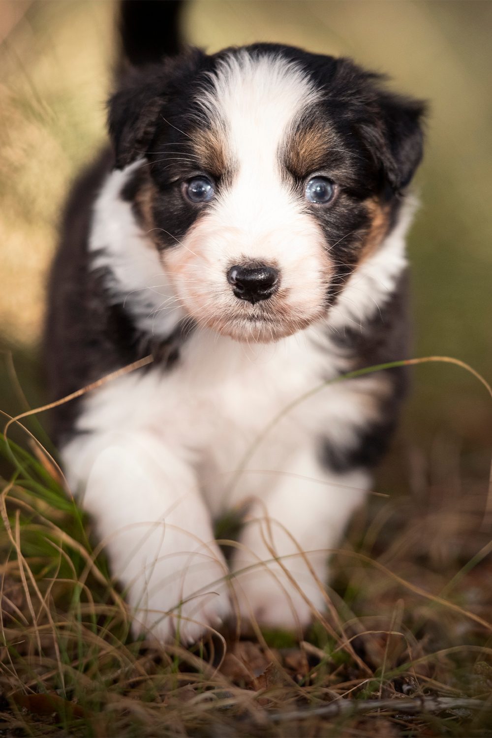 Australian Shepherd Puppies (25 Cute and Cuddly Pups) - Talk to Dogs