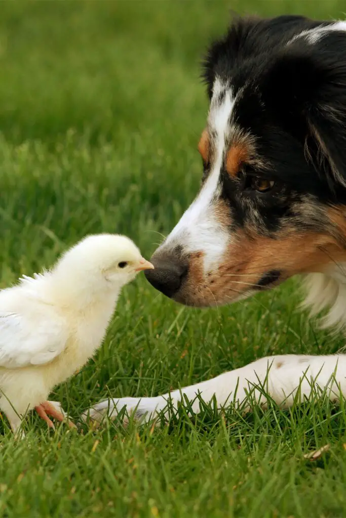 Cute Australian Shepherd