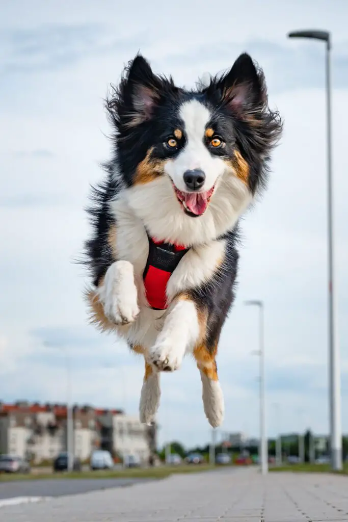 Cute Australian Shepherd Puppies