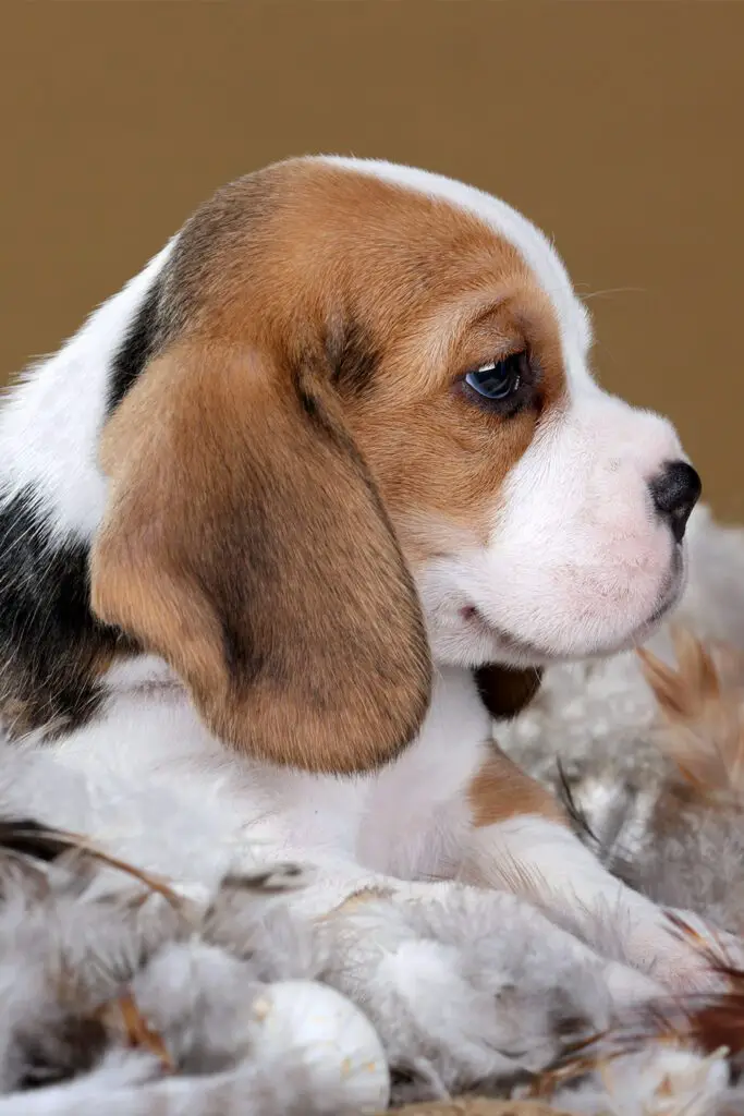 Cute Beagle Puppies