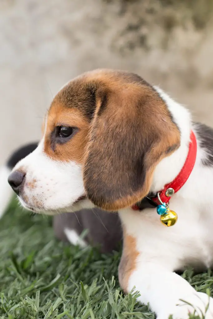 Cute Beagle Puppy