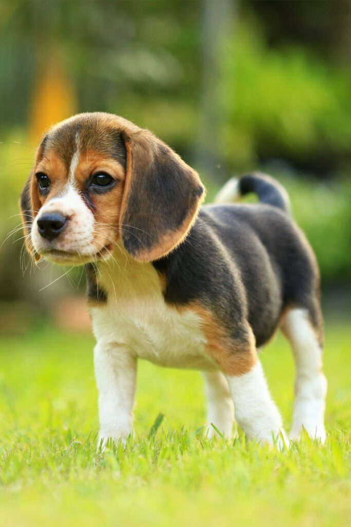 Cute Beagles