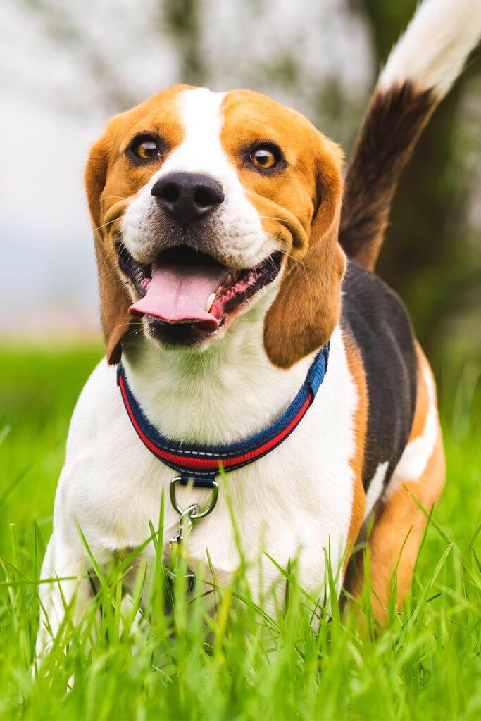 Cute Beagles Funny
