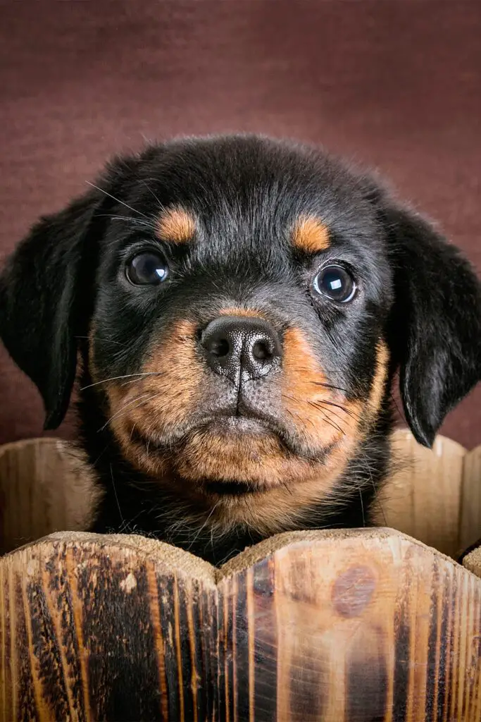 Cute Black Rottweiler Puppy