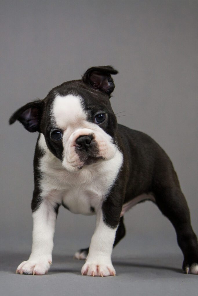 Cute Boston Terrier Pup
