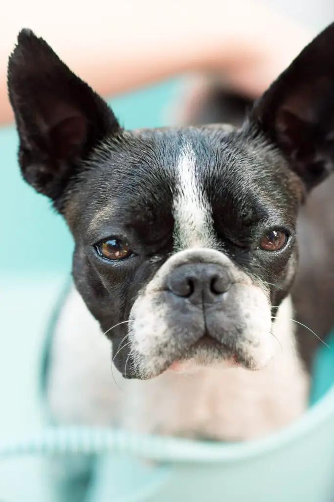 Cute Boston Terrier Puppies