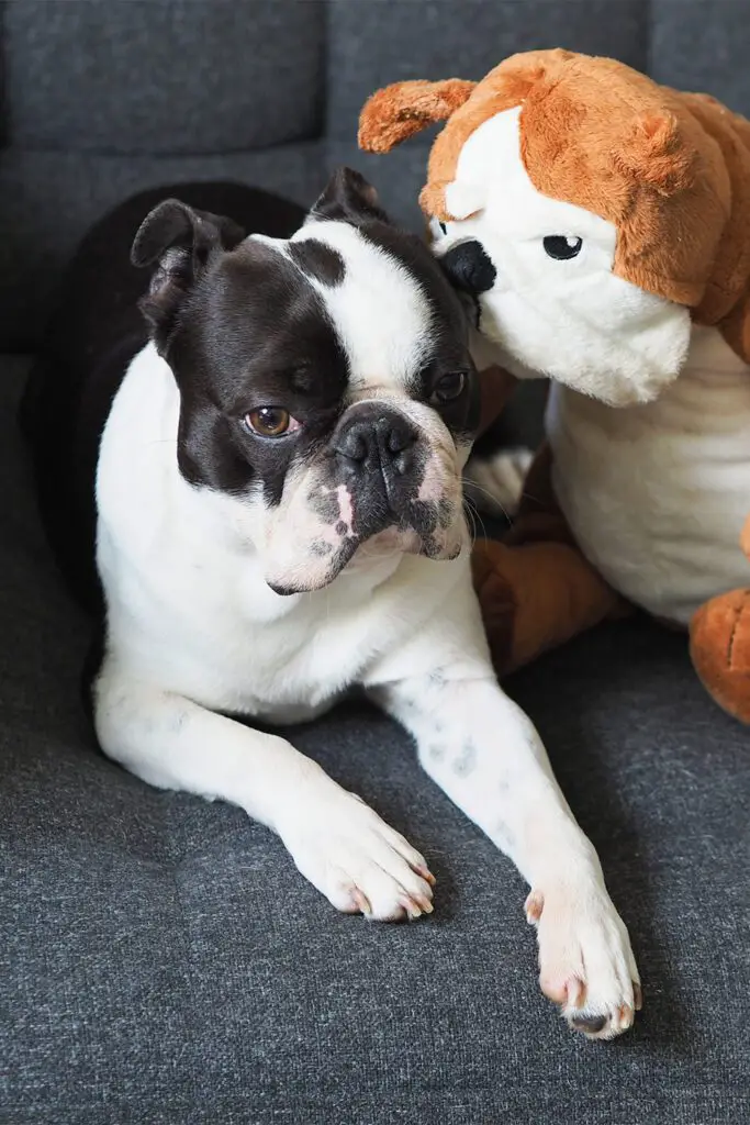 Cute Boston Terrier Puppy