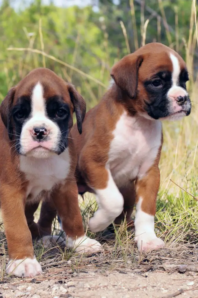 Cute Boxer Dogs