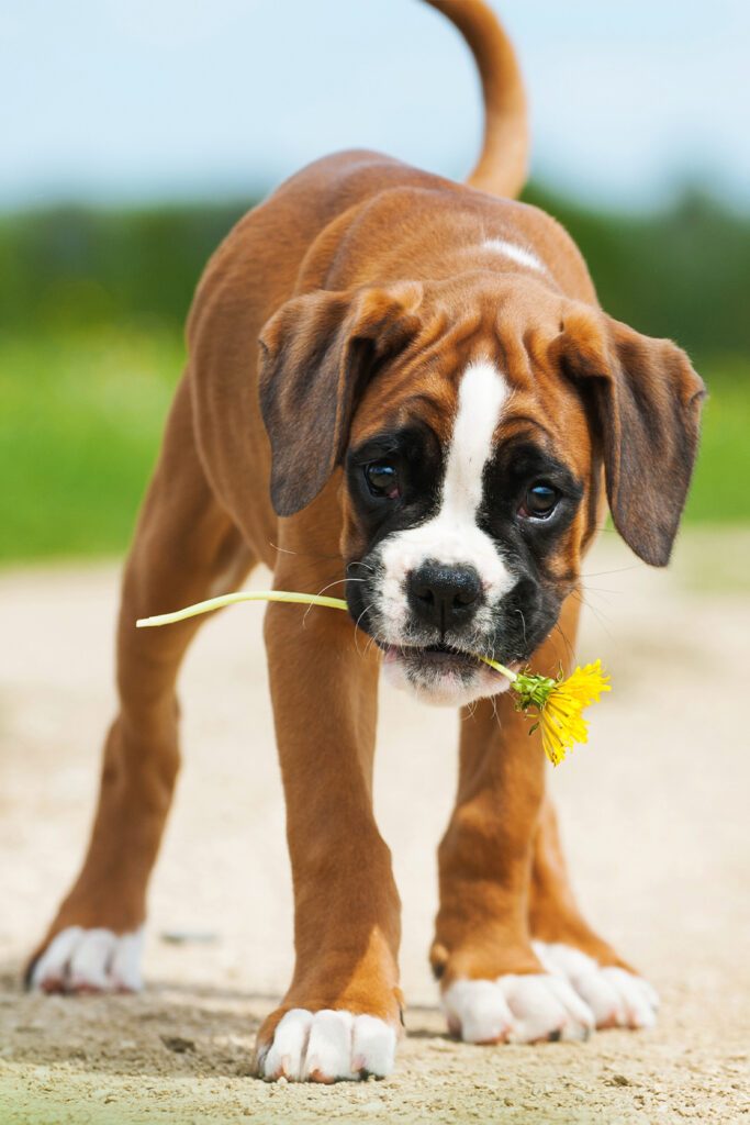 Cute Boxer Pup