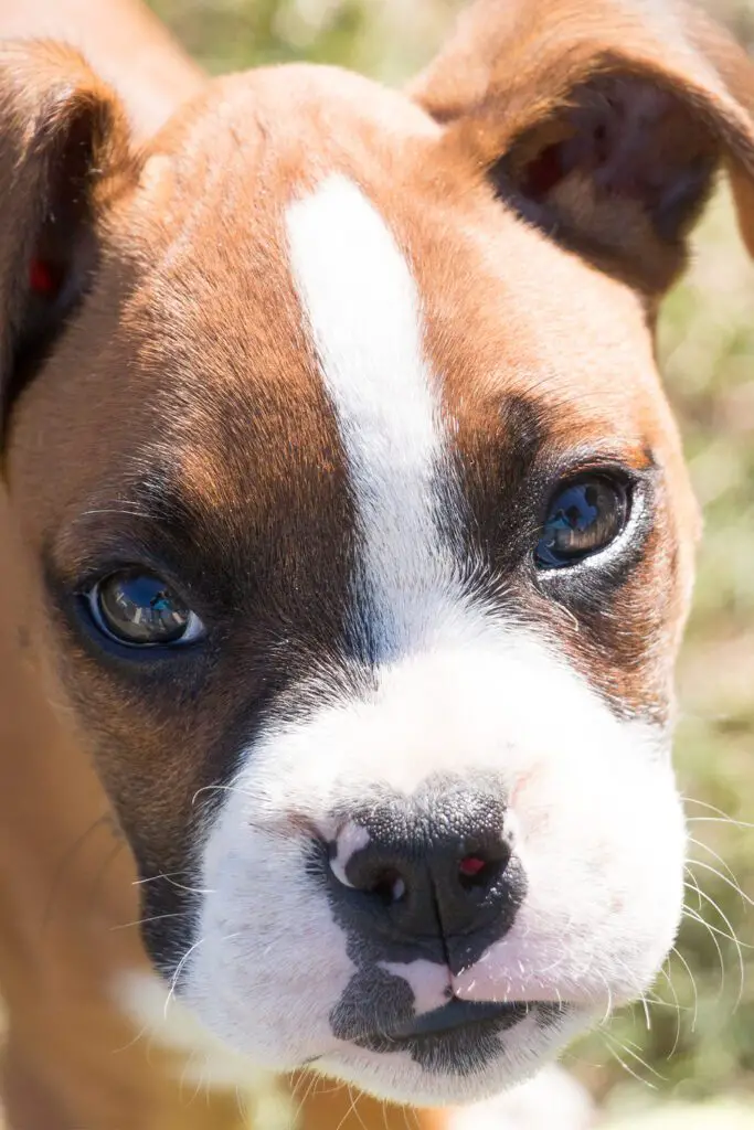 Cute Boxer Puppy