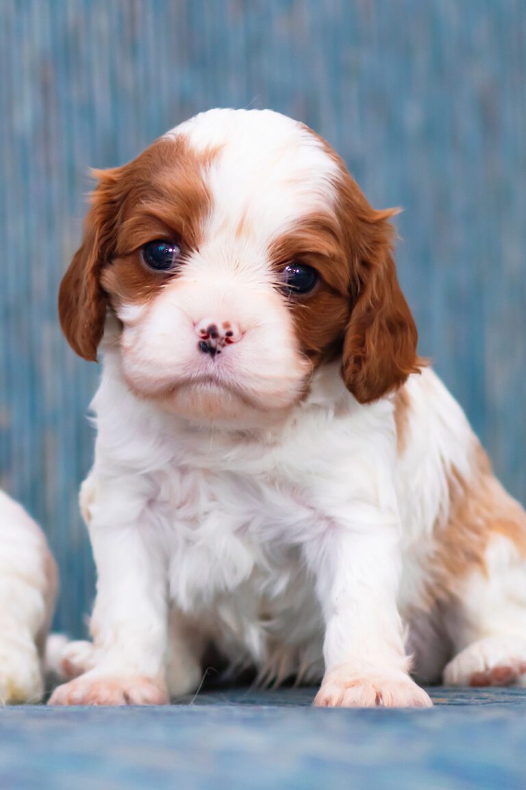 Cavalier King Charles Spaniel Puppies (19 cute pups