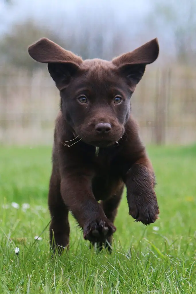 Cute Chocolate Labrador Puppies