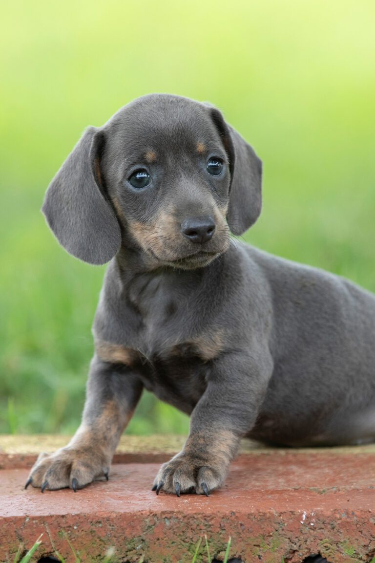 Dach Puppies
